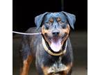 Adopt Capone a Rottweiler, Labrador Retriever