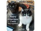 Adopt Noire and Esperanza a Bombay