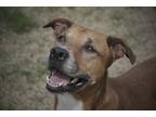 Adopt Dapper a Hound, Pit Bull Terrier