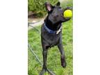 Adopt Eclipse a Labrador Retriever