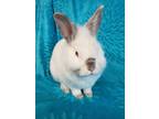 Adopt Raffa a Lionhead