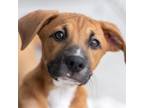 Adopt Spirit Pup - Soul - Adopted! a Labrador Retriever, Terrier