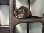 Adopt Chace a Domestic Short Hair