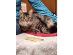 Adopt Marcus a Domestic Medium Hair