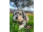 Adopt Uncle Traveling Matt a Yorkshire Terrier, Schnauzer