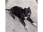 Adopt Totino a Pit Bull Terrier