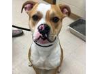 Adopt Hulk a Boxer, Pit Bull Terrier