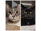 Adopt Landon & Jewel a Domestic Short Hair