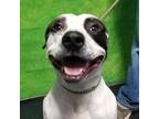 Adopt Coolidge a American Staffordshire Terrier, Mixed Breed