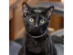 Adopt Piano a Domestic Short Hair