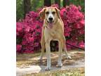 Adopt Walker (D1351) a Treeing Walker Coonhound