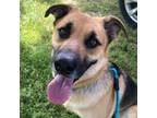 Adopt Alvin a German Shepherd Dog