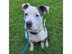 Adopt Banksy a Pit Bull Terrier