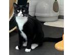 Adopt Lenny a Domestic Short Hair