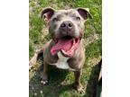 Adopt Ruben a Pit Bull Terrier