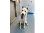 Adopt ASPEN a Siberian Husky