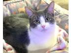 Adopt Woody a Domestic Short Hair