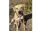 Adopt Scout a Labrador Retriever