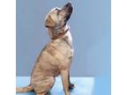 Adopt GINO a Catahoula Leopard Dog, Anatolian Shepherd