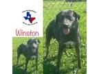 Adopt Winston a Catahoula Leopard Dog