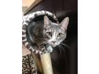 Adopt Caruso a American Shorthair