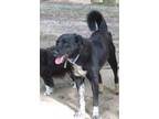 Adopt Baxter a Border Collie, Black Labrador Retriever