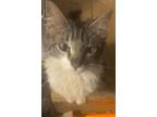 Adopt Pickle a Domestic Short Hair