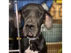 Adopt Oreo a Great Dane