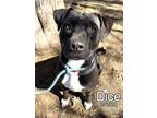 Adopt Dice a Labrador Retriever