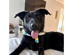 Adopt Taz a Australian Kelpie, Belgian Shepherd / Malinois