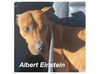 Adopt Albert Einstein a American Staffordshire Terrier
