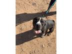 Adopt Prince a Pit Bull Terrier
