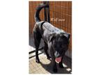 Adopt Wolf Man a Black Labrador Retriever