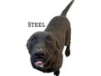 Adopt Steel a Pit Bull Terrier