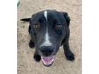 Adopt Hank a Black Labrador Retriever, Pit Bull Terrier
