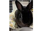 Adopt Lupin a Mini Rex