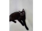 Adopt Houdini a Domestic Short Hair