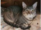 Adopt Apollo a Domestic Short Hair