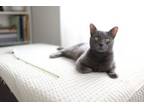 Adopt Twix a Russian Blue