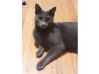 Adopt Buzz a Domestic Short Hair