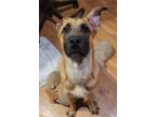 Adopt DEXTER a Belgian Shepherd / Malinois