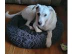 Adopt Nash a Labrador Retriever
