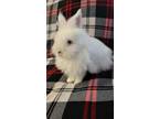 Adopt Popeye a Angora Rabbit, Lionhead