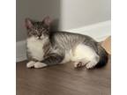 Adopt Tuna a Domestic Short Hair