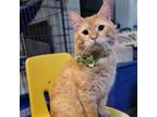 Adopt Fynlee a Domestic Short Hair