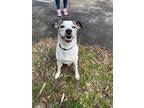 Adopt Bart a Jack Russell Terrier