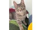 Adopt Bobby (bonded with Peter) a Domestic Short Hair