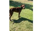 Adopt Buster a Labrador Retriever, American Staffordshire Terrier