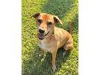 Adopt Remo a Labrador Retriever, Shepherd