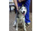 Adopt Young LIBERTY a Siberian Husky